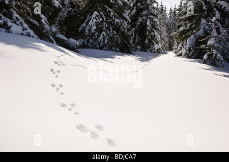 Tracce di coniglio nella neve, Foresta Nera, Baden-Württemberg, Germania Foto Stock