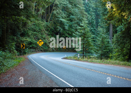 Autostrada 199 attraverso Jedediah Smith State Park, California settentrionale, CALIFORNIA, STATI UNITI D'AMERICA Foto Stock