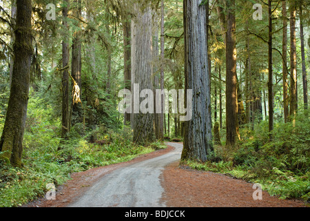 Vecchio 199 Redwood Plank Road attraverso Jedediah Smith del Parco Statale di Foresta di Redwood, California settentrionale, CALIFORNIA, STATI UNITI D'AMERICA Foto Stock