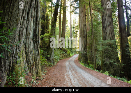 Vecchio 199 Redwood Plank Road attraverso Jedediah Smith del Parco Statale di Foresta di Redwood, California settentrionale, CALIFORNIA, STATI UNITI D'AMERICA Foto Stock