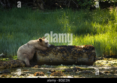 Orso grizzly in appoggio su un registro, Glendale estuario, Cavaliere ingresso, British Columbia, Canada Foto Stock