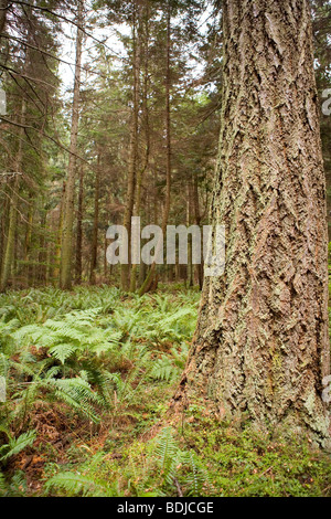 Douglas Fir Tree in foresta, Washington, Stati Uniti d'America Foto Stock