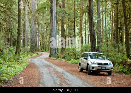 Auto parcheggiata al vecchio 199 Redwood Plank Road attraverso Jedediah Smith del Parco Statale di Foresta di Redwood, California settentrionale, CALIFORNIA, STATI UNITI D'AMERICA Foto Stock