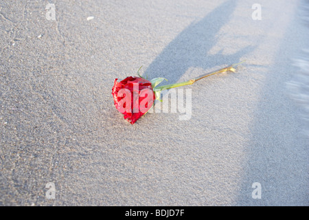 Una rosa rossa sulla spiaggia Foto Stock