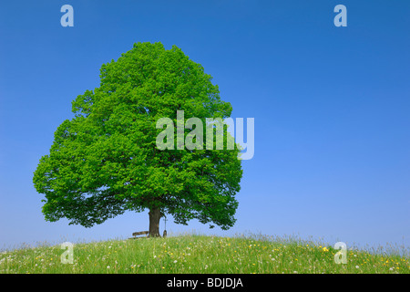 Lone Lime Tree sulla collina Foto Stock