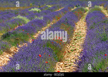 Close-up di campo di lavanda, Sault, Provenza, Francia Foto Stock