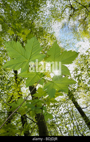Close-up di foglie di acero e alberi in foresta Foto Stock