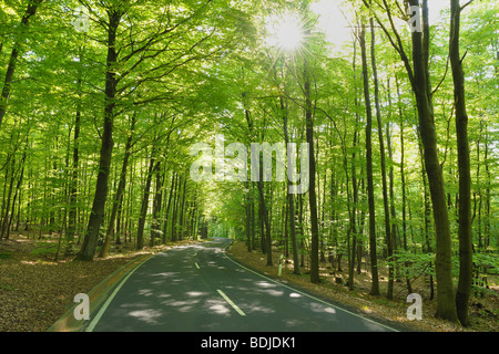 Strada attraverso la faggeta in primavera, Spessart, Baviera, Germania Foto Stock