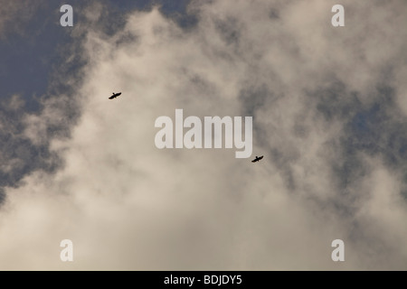 Della poiana soaring su sistemi di raffreddamento nel Lanarkshire, Scotland, Regno Unito. Foto Stock