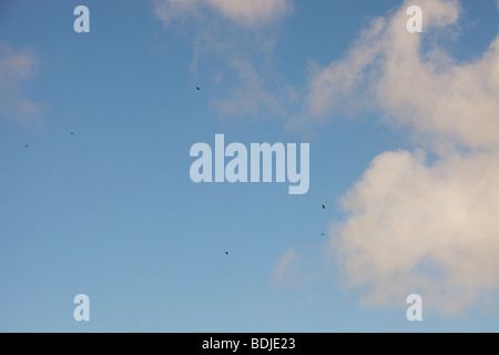 Della poiana soaring su sistemi di raffreddamento nel Lanarkshire, Scotland, Regno Unito. Foto Stock