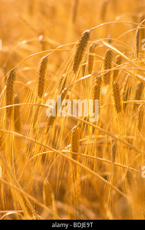 Orzo, pronto per il raccolto Foto Stock