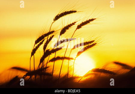 Di Frumento, Close-Up, Silhouette al tramonto Foto Stock