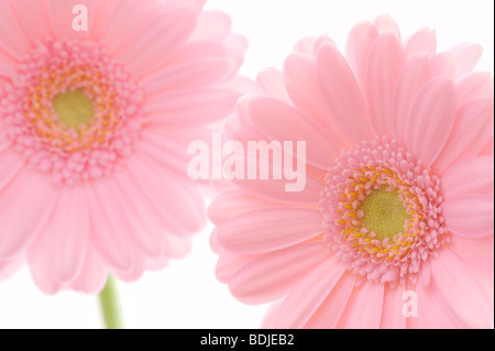 Pink Gerbera Daisy Foto Stock