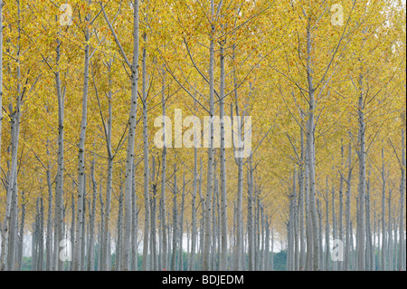 Alberi di pioppo, Lombardia, Italia Foto Stock