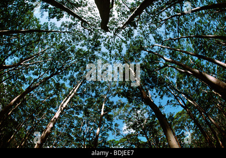 Alberi, Foresta Foto Stock
