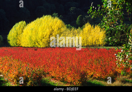 Scena di autunno Foto Stock