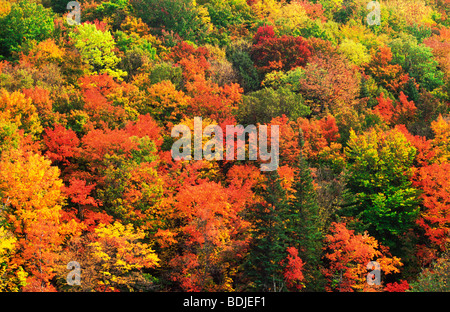 In autunno, la caduta di alberi a cambiare colore, Foresta, STATI UNITI D'AMERICA Foto Stock