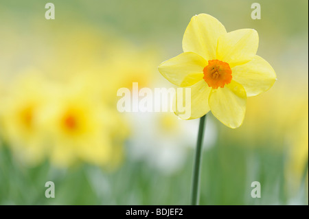 Giallo narciso Foto Stock