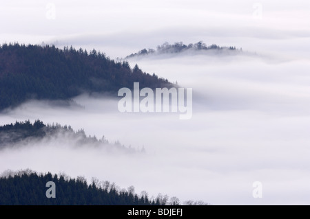 Colline coperte di boschi e la nebbia, Foresta Nera, Baden-Württemberg, Germania Foto Stock