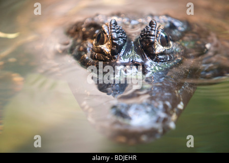 Crocodile Peeking sopra l'acqua Foto Stock