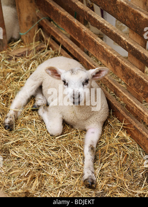 Agnello in penna Foto Stock