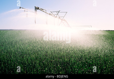 Irrigazione a spruzzo, coltivazione di grano Foto Stock