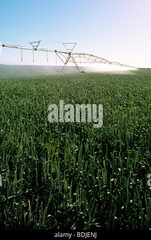 Irrigazione a spruzzo, coltivazione di grano Foto Stock