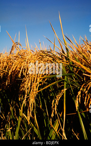 Raccolto di riso, Close-up Foto Stock