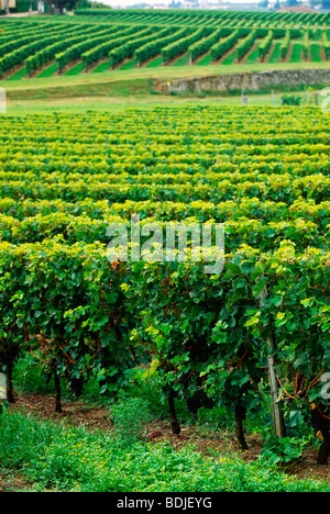 Vigneto, vigne, St Emillion Regione, Francia Foto Stock