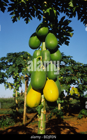 Paw Paw Plantation, Australia Foto Stock