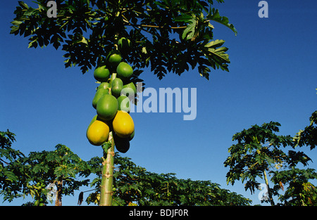 Paw Paw Plantation, Australia Foto Stock