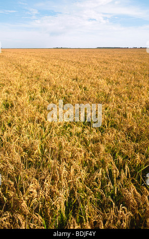 Coltivazione di grano pronto per la mietitura, Australia Foto Stock