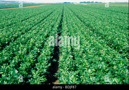 Raccolto del sedano Foto Stock