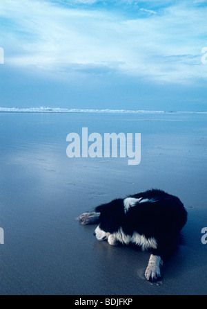 Cane sdraiato sulla spiaggia Foto Stock