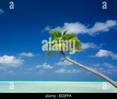 Seascape tropicale, Lone Palm Tree Foto Stock