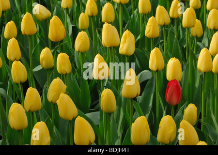 Campo di tulipani gialli con uno rosso Tulip Lisse, Paesi Bassi Foto Stock