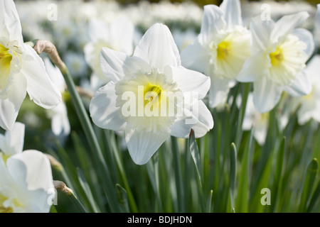 Narcisi Foto Stock