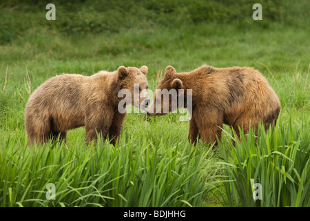 Orsi bruni Foto Stock
