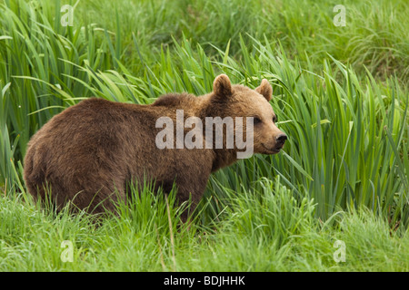 Orso Bruno Foto Stock