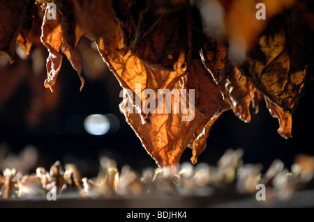 Foglie di tabacco essiccazione per Pinar del Rio di sigari, Cuba. Foto Stock