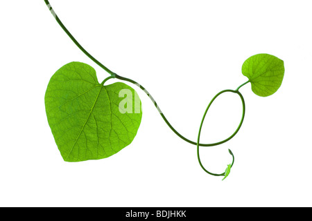 Foglie di vite Foto Stock