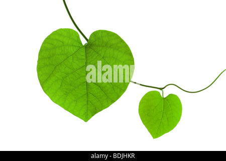 Foglie di vite Foto Stock