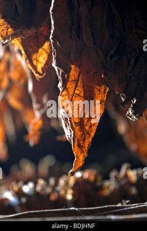 Foglie di tabacco essiccazione per Pinar del Rio di sigari, Cuba. Foto Stock