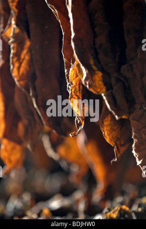 Foglie di tabacco essiccazione per Pinar del Rio di sigari, Cuba. Foto Stock