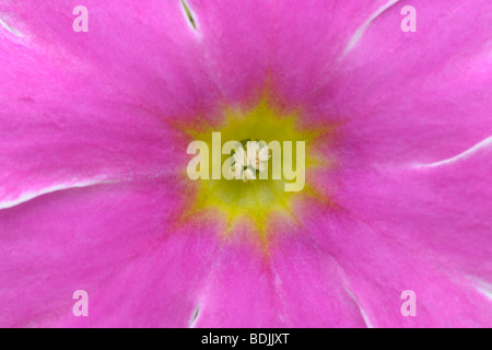 Close-up di tedesco Primrose Foto Stock