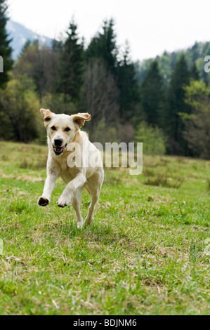 Il Golden Retriever in esecuzione nel campo Foto Stock