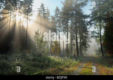 Sole che splende attraverso autunno Foresta Odenwald, Baviera, Germania Foto Stock