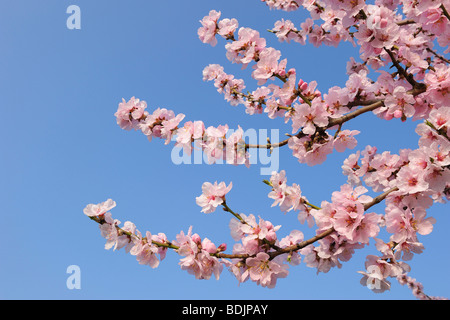 Close-up di fiori di mandorlo Foto Stock