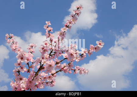 Close-up di fiori di mandorlo Foto Stock