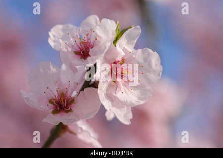 Close-Up a fiori di mandorla Foto Stock